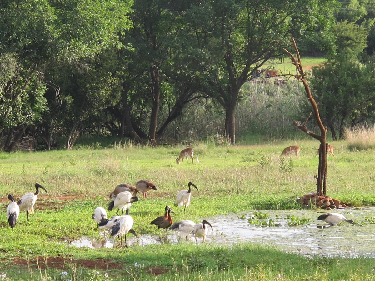 Harties Is Africa Safari Lodge Kosmos Exteriör bild