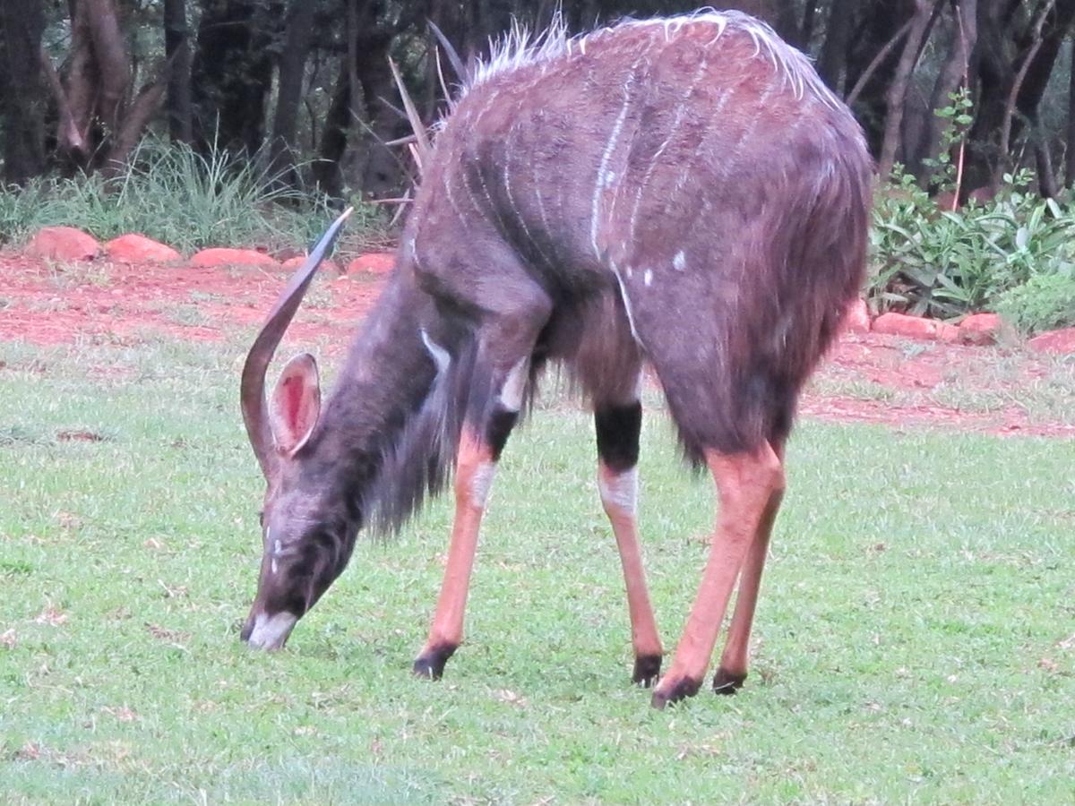 Harties Is Africa Safari Lodge Kosmos Exteriör bild