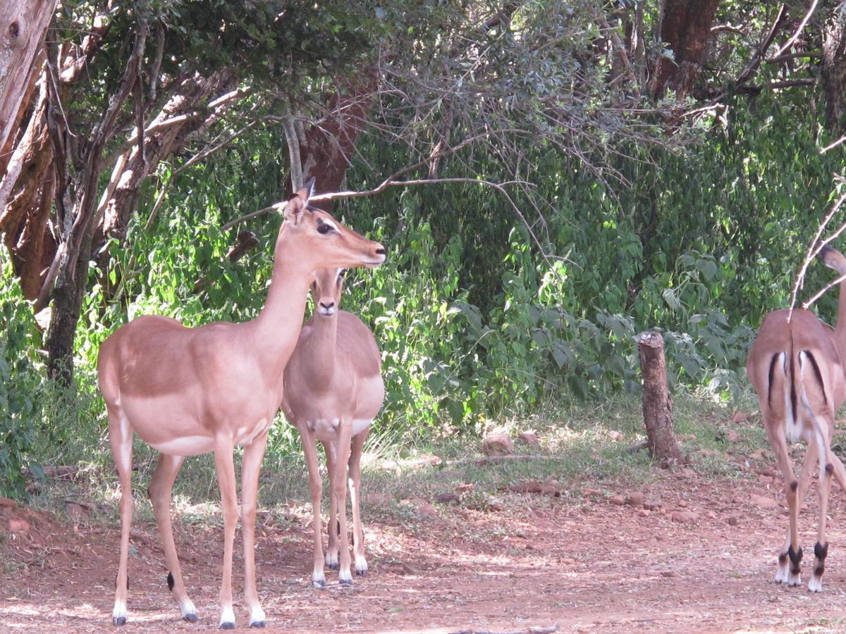 Harties Is Africa Safari Lodge Kosmos Exteriör bild