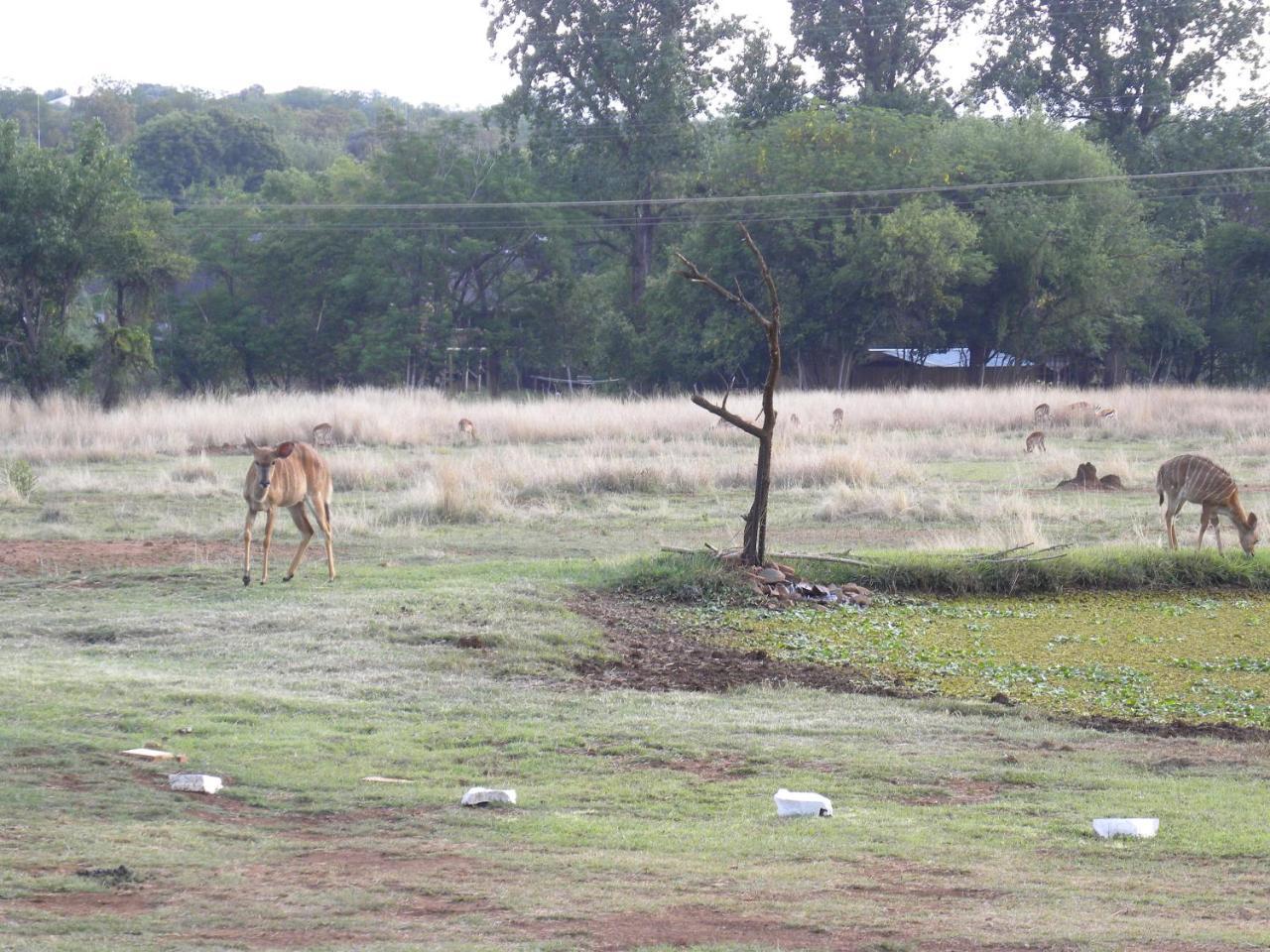 Harties Is Africa Safari Lodge Kosmos Exteriör bild