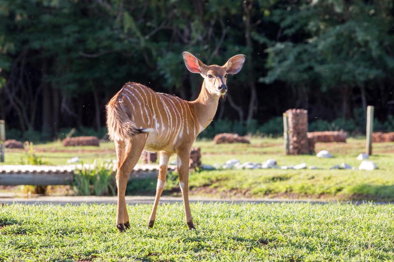 Harties Is Africa Safari Lodge Kosmos Exteriör bild
